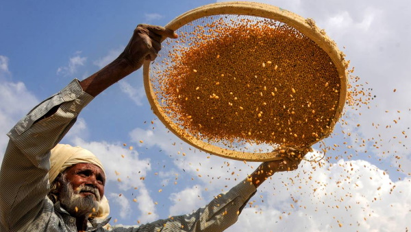 Grain Storage Scheme