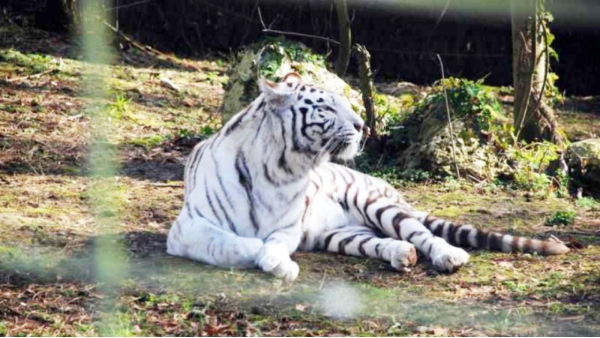 Gwalior ZOO white tigress Meera Shabak