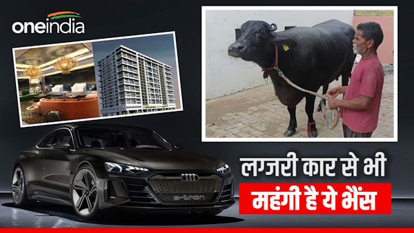 buffalo in Bhiwani is more expensive than Audi 2 BHK flat