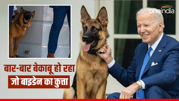 Joe biden dog Commander bites