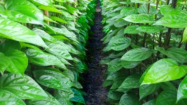 Kewra and betel vine farmers