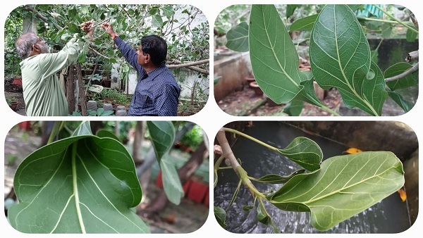कान्हा के स्पर्श से बन गया कृष्णवट भगवान के लिए पत्ता-पत्ता बन गया माखन-कटोरी