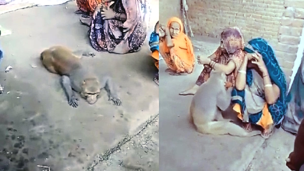 viral video of monkey crying for his human friend who died because of disease