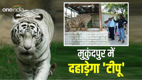 Mukundpur White Tiger Tipu