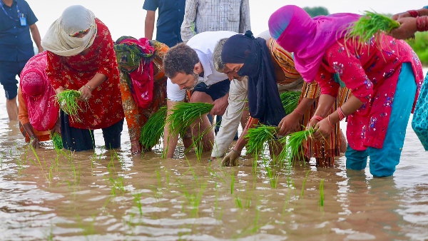 rahul gandhi and india alliance4 rahul gandhi and india alliance4