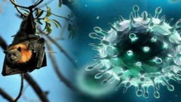 Nipah virus in Kerala again know How does this virus spread?