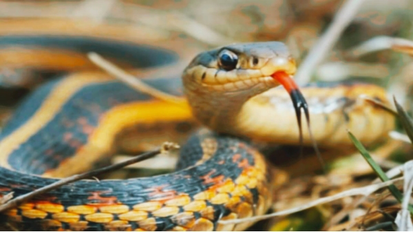 poisonous snake bitten poisonous snake bitten