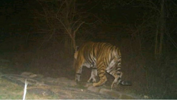 Satna Tiger: