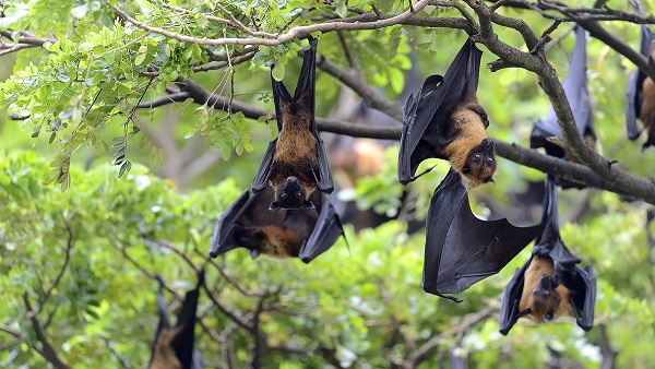 Nipah virus Kerala