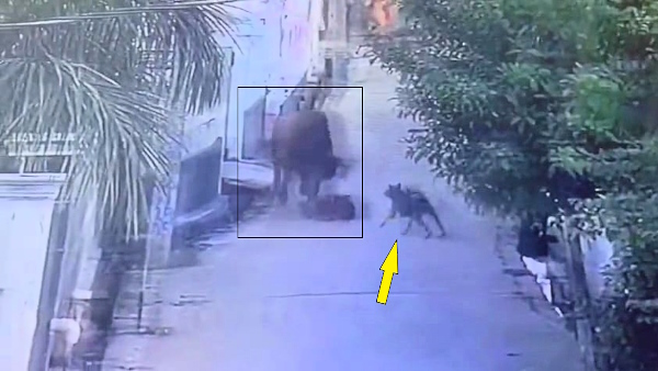 bull charged a school girl in greater noida stray dog saved her life CCTV video went viral 