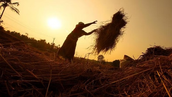 paddy procurement