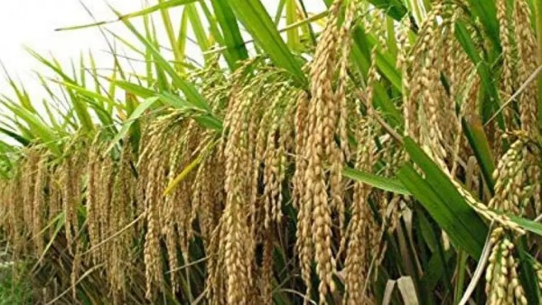 Odisha Paddy production