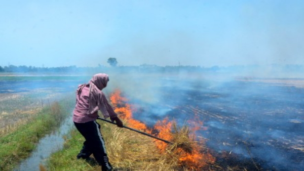  burning of stubble