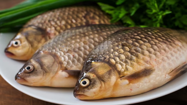 2 किलो की मछली 26 हजार में हुई नीलाम, खासियत जान खरीदारों की लगी थी ...