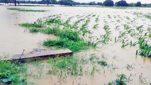 punjab government