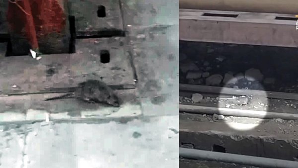 Railway department spent Rs 69 lakh in 3 years and caught 168 rats