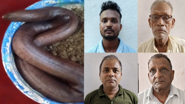 Red Sand Boa was being smuggled to china via nepal gorakhpur stf caught smugglers 
