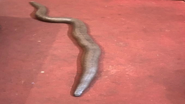 Red Sand Boa was being smuggled to china via nepal gorakhpur stf caught smugglers 