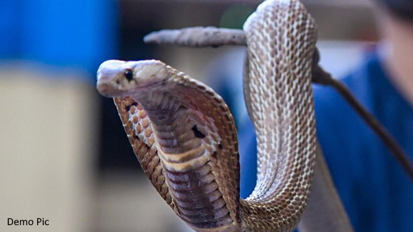 snake