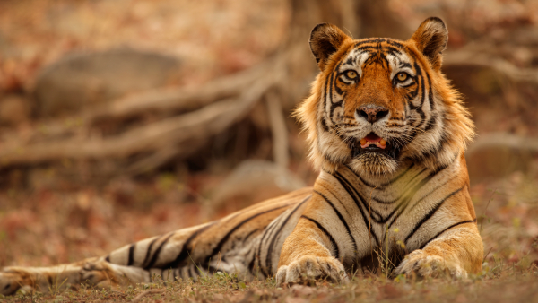 National Tiger Commission