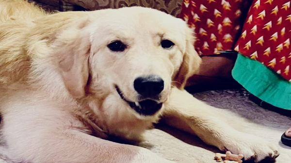Misrod Bagsevania area, a dog named Pogo was found through poster, golden retriever Misrod Bagsevania area, a dog named Pogo was found through poster, golden retriever