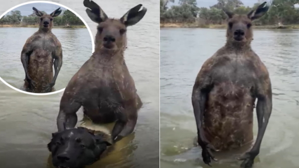 man saves his dog from kangaroo 