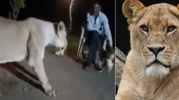 drunken man plays with lioness 