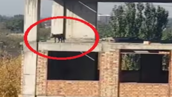 dog jumps from 4th floor