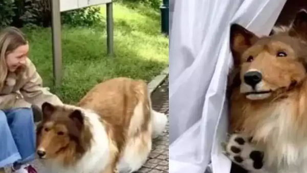 Japanese dog man news Japanese dog man news