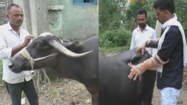 Buffalo swallow approx 2 lakh gold 