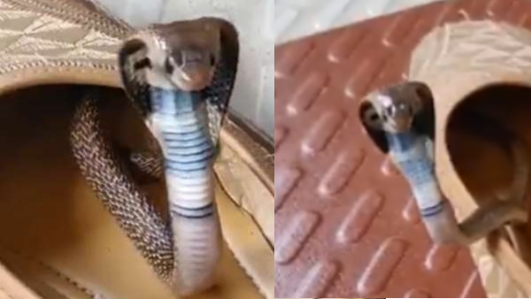 Cobra baby found inside shoes Cobra baby found inside shoes