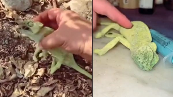 Man saves chameleon 