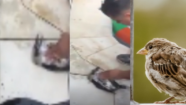 man saves sparrow life