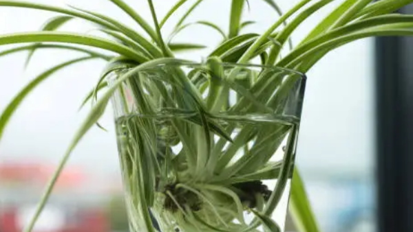 Spider plant