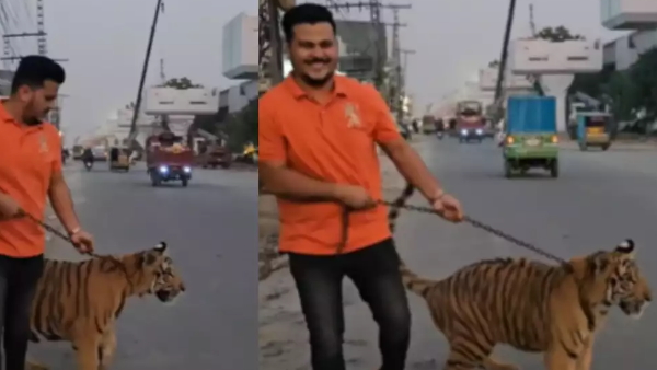 Pakistani man roaming with tiger