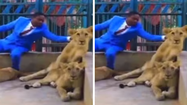 Man jumps into lion cage
