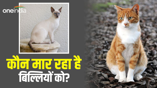 Cruelty to Animals Cruelty to Animals