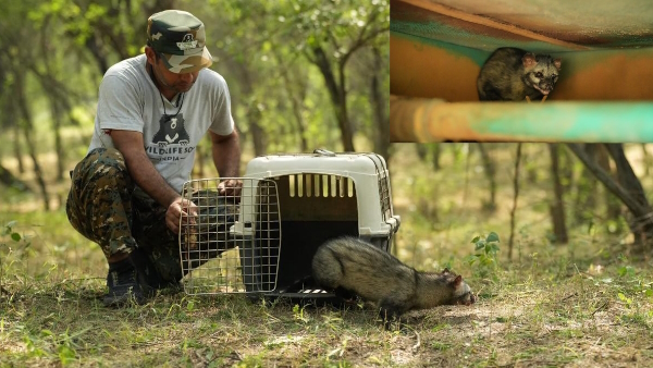 rescue opreration of Asian Palm Civet cat trapped in Generator of Anand Engineering College