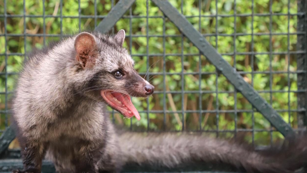 rescue opreration of Asian Palm Civet cat trapped in Generator of Anand Engineering College