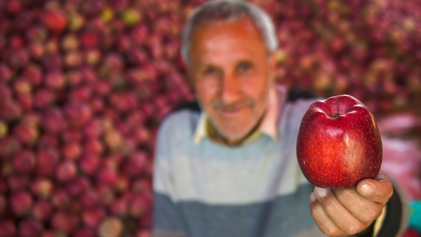 Interesting story of apple, the source of health and wealth.