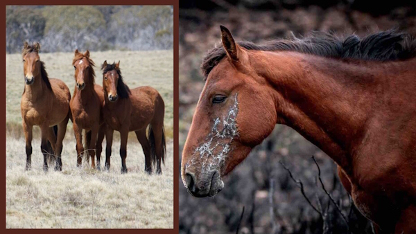 Australian Brumby To Be Shot 
