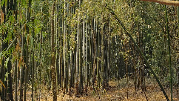 आंध्र प्रदेश-तेलंगाना के किसानों का बांस की खेती पर जोर