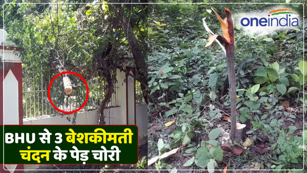 thieves-cut-and-stole-three-precious-sandalwood-trees-from-bhu