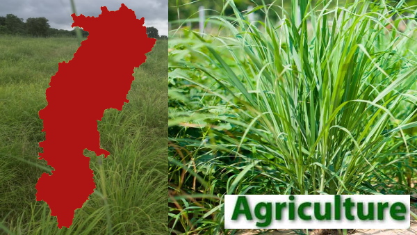 chhattisgarh lemongrass