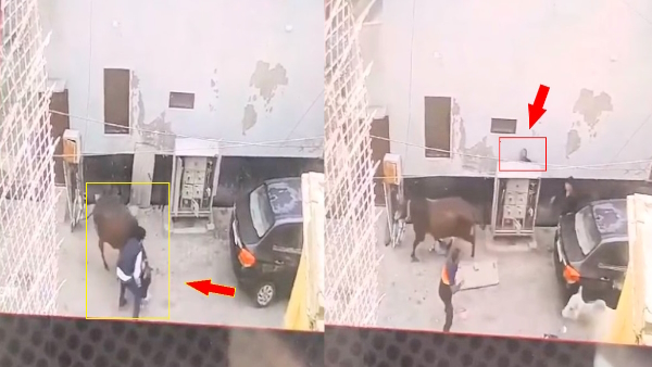 video of cow suddenly start hitting a 5 year old boy in mathura 