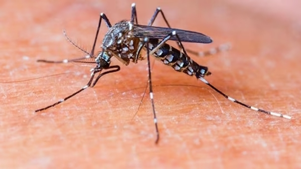 study claims Covid-19 antibodies making dengue more severe 