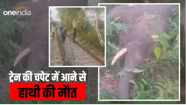Kotdwar: Elephant dies after being hit by train, new express has started from Anand Vihar Terminal 