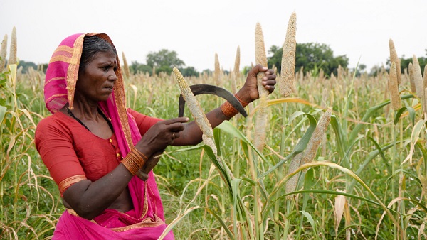 Forgotten crops in Odisha