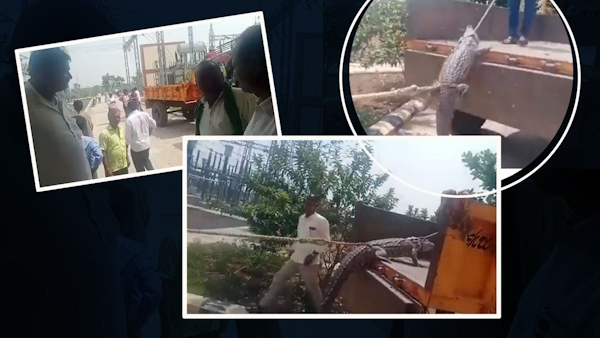 farmers-in-karnataka-took-a-crocodile-to-the-hubli-electricity-powerhouse-protest-electricity-crisi