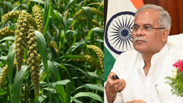 KODO KUTKAI MSP CHHATTISGARH